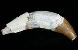 Large Basilosaur (Zygorhiza) Tooth - Primitive Whale #11428-1